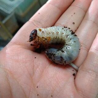 コーカサス幼虫×6匹(産地ジャワ島、初〜2齢)