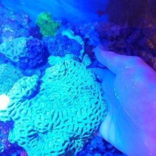 キクメイシ サンゴ 