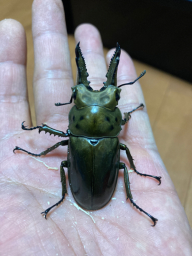 【完売】ババオウゴンオニクワガタ　ペア