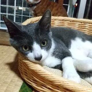 可愛い子猫達 − 山口県