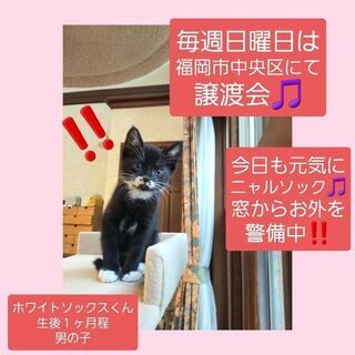 毎週日曜日は福岡市中央区にて譲渡会🎵ホワイトソックスくん💕