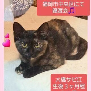 福岡市中央区にて随時面会できます🎵大橋サビ江💕