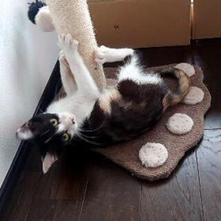 子猫 里親募集