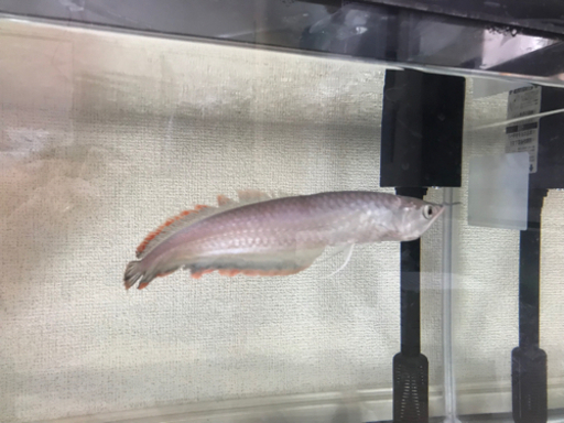 【旭川市】ブラックアロワナ 若魚