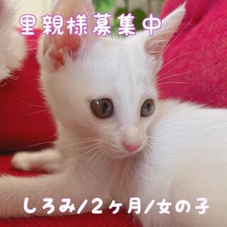 生後3か月の元気な白猫ちゃん(=^・^=)  ※ただいまトライアル中！