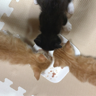 生後１ヶ月 子猫 3匹 − 愛知県