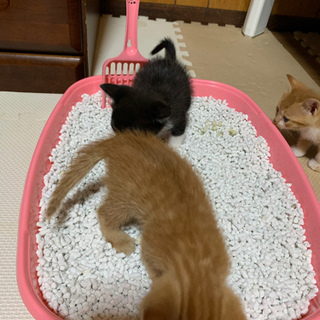 生後１ヶ月 子猫 3匹 - 里親募集