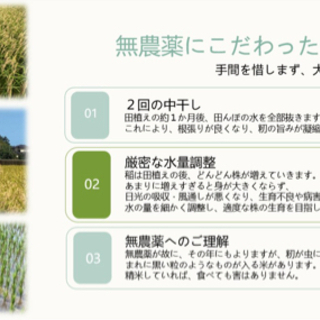 ⭐︎新米⭐︎  無農薬　生産者直売　令和３年　コシヒカリ　玄米30kg