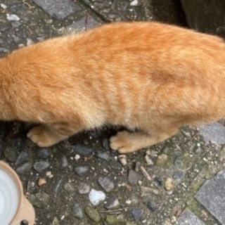 岡山県 倉敷市の猫の里親募集｜ジモティー