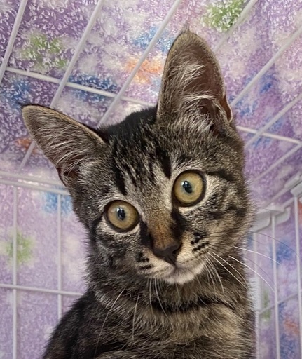 キジサバトラ子猫 6匹兄弟の中で1匹で生き延びたモナちゃん 3ヶ月 サバトラのメス 心開いてくれる方いらっしゃいませんか Eli C 筑紫の猫の里親募集 ジモティー