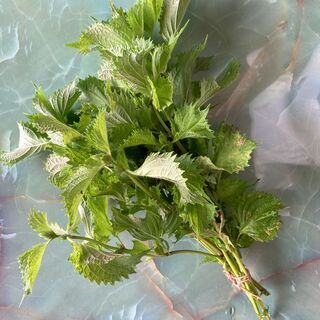 中古虫食いが無料 格安で買える ジモティー