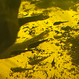 オトシンクルス　ネグロ　稚魚1-1.5センチ前後　10匹　1匹か...