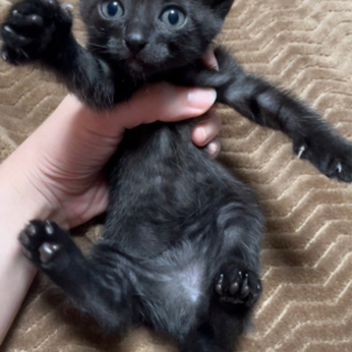 ぴょんぴょん駆けまわる生後1ヶ月　小顔・耳が大きな黒色美猫ちゃん♀ - 北九州市