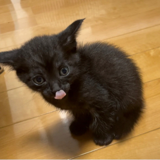 ぴょんぴょん駆けまわる生後1ヶ月　小顔・耳が大きな黒色美猫ちゃん♀ − 福岡県