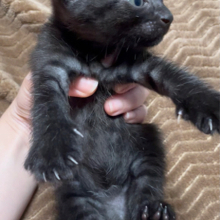 ぴょんぴょん駆けまわる生後1ヶ月　小顔・耳が大きな黒色美猫ちゃん♀ - 猫