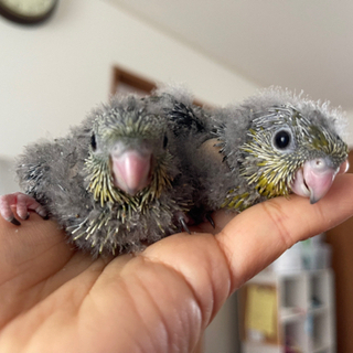 サザナミインコのブリーダー（レオパ、モルモット、ハムスター等）