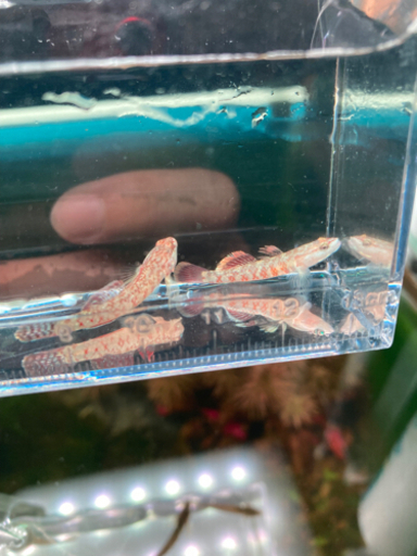 熱帯魚入荷！