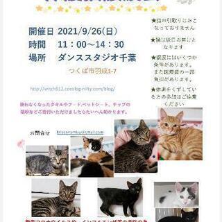 保護猫譲渡会　ダンススタジオ千葉9/26