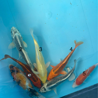 福岡県の中古錦鯉が無料 格安で買える ジモティー