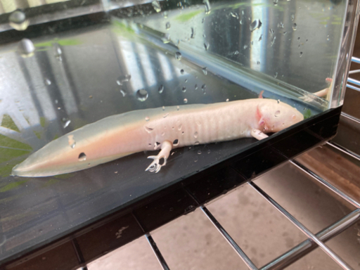 ウーパールーパー アルビノ 体長約15cm 山大農家 プロフ必読 名草のその他の中古あげます 譲ります ジモティーで不用品の処分