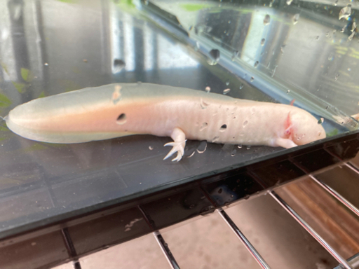 ウーパールーパー アルビノ 体長約15cm 山大農家 プロフ必読 名草のその他の中古あげます 譲ります ジモティーで不用品の処分