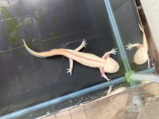 ウーパールーパー アルビノ 体長約15cm 山大農家 プロフ必読 名草のその他の中古あげます 譲ります ジモティーで不用品の処分