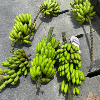 【ネット決済】島バナナ　1キロ　500円