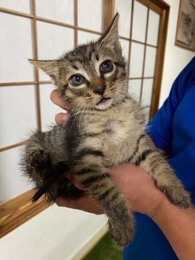 生後2ヶ月 野良猫の赤ちゃんです しほりん 尾張一宮の猫の里親募集 ジモティー