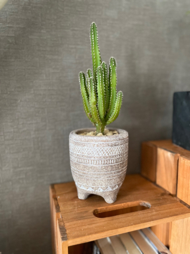 珍種サボテン 電磁波吸収 セレウス観葉植物 ミント 井尻のその他の中古あげます 譲ります ジモティーで不用品の処分