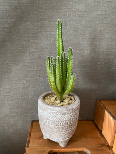 珍種サボテン 電磁波吸収 セレウス観葉植物 ミント 井尻のその他の中古あげます 譲ります ジモティーで不用品の処分