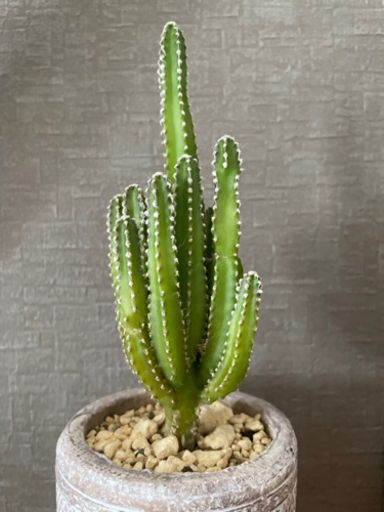 珍種サボテン 電磁波吸収 セレウス観葉植物 ミント 井尻のその他の中古あげます 譲ります ジモティーで不用品の処分