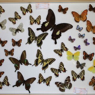 「日本の蝶」コレクションを寄贈したいのですが