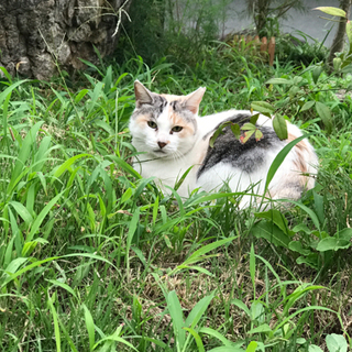 メスの成猫　里親さん募集します