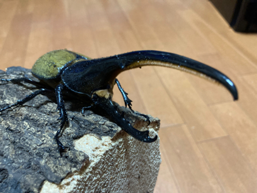 が大特価！ 完売】オススメ DHヘラクレス ペア144㎜♂ その他