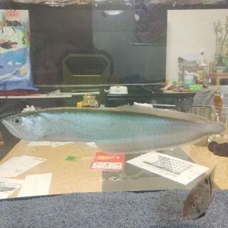 ブラックアロワナ50センチ±