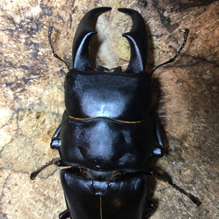 中古サキシマヒラタクワガタが無料 格安で買える ジモティー