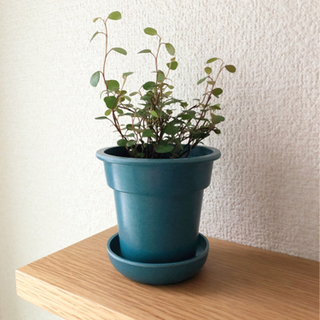 観葉植物　ワイヤープランツ⑤　ブルーカラーの2号の鉢と受け皿付き