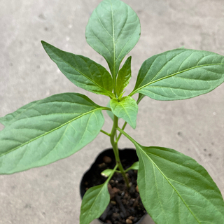 青唐辛子　苗　green chili 