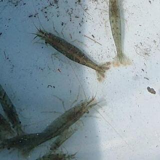 神奈川県の中古ヌマエビが無料 格安で買える ジモティー