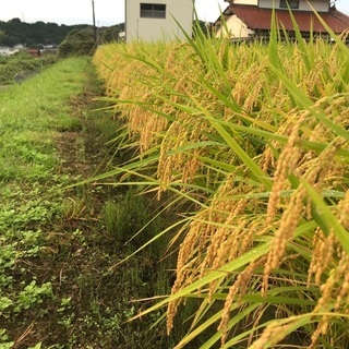 もうすぐ終了です、2021年産 新米コシヒカリ玄米