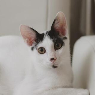 あごの模様がかわいい白黒猫ちゃん♡