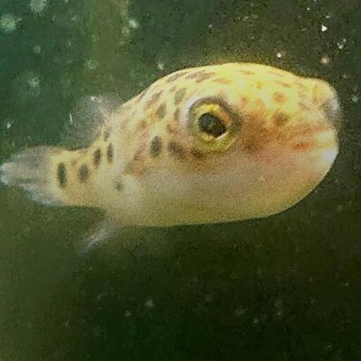ミドリフグ みどりふぐアクアリウム 汽水魚 ジモティーアクア 宮之阪の家具の中古あげます 譲ります ジモティーで不用品の処分