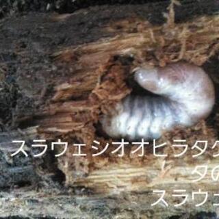 【ネット決済・配送可】スラウェシオオヒラタの幼虫（スラウェシ産）