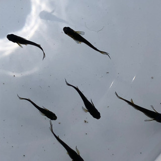 中古オロチヒレが無料 格安で買える ジモティー