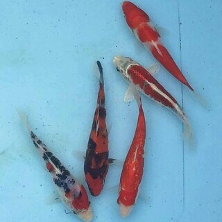 群馬県の錦鯉の中古が安い！激安で譲ります・無料であげます｜ジモティー