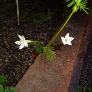 白色の花（ルコウソウ）