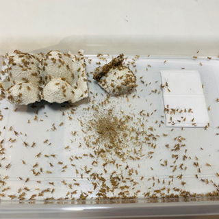 中古イエコオロギが無料 格安で買える ジモティー