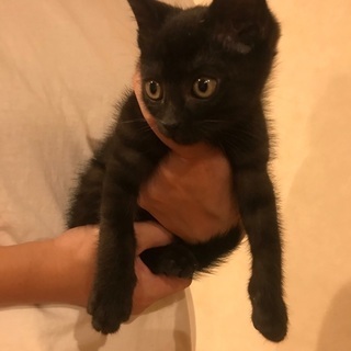ブラックスモークの子猫の画像