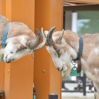 9月25日(土)　動物園撮影会