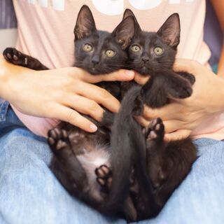 ２ヶ月黒猫兄弟の家族募集🐱🐱